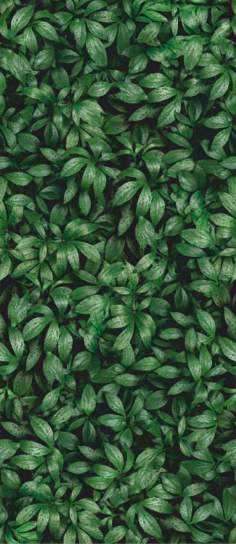 Панель АКП Артикул BBL-7,11 2500*1200*4 Коллекция GREENHOUSE (PEONY LEAVES)