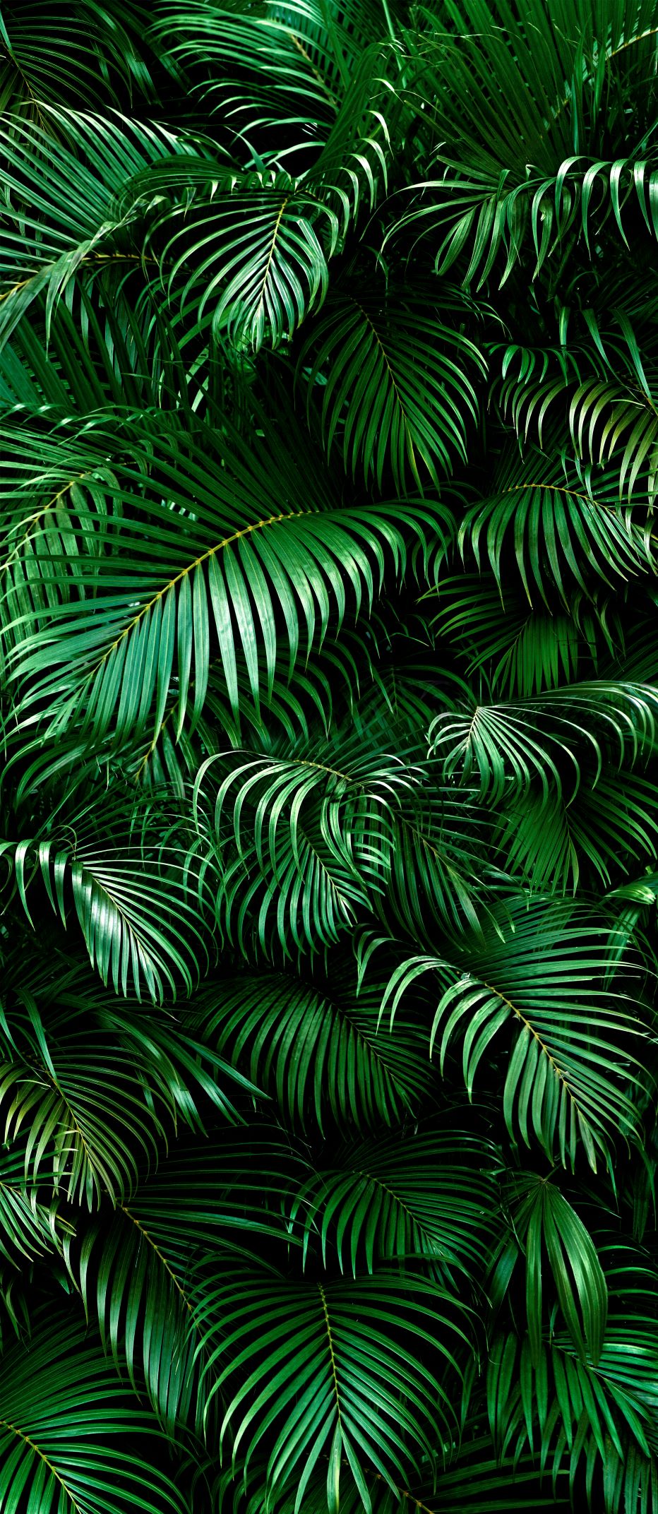 Панель МДФ Артикул GL-5,21 2800*1200*6 Коллекция GREENHOUSE (EXOTIC)